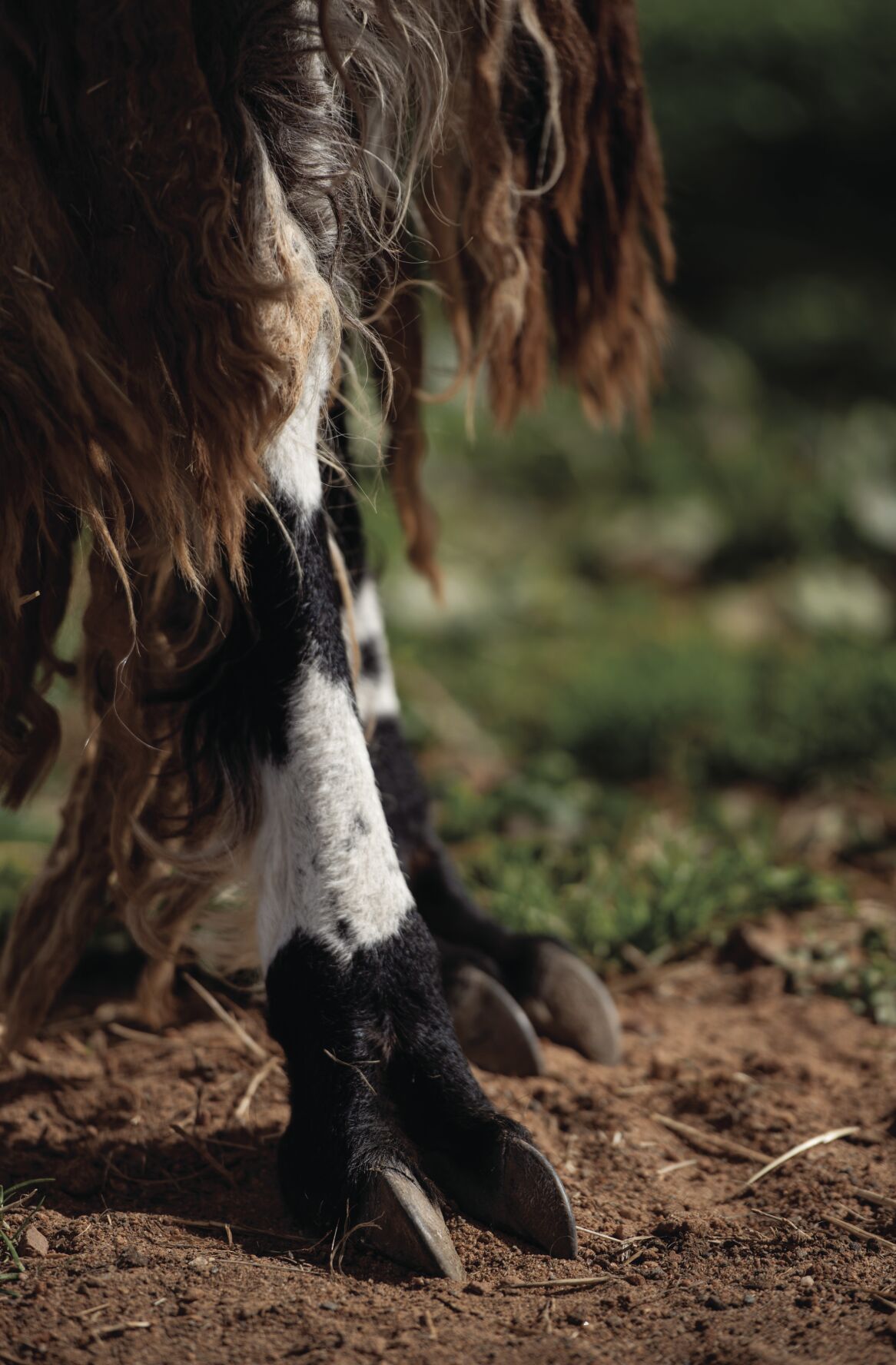Divine Llama Vineyards